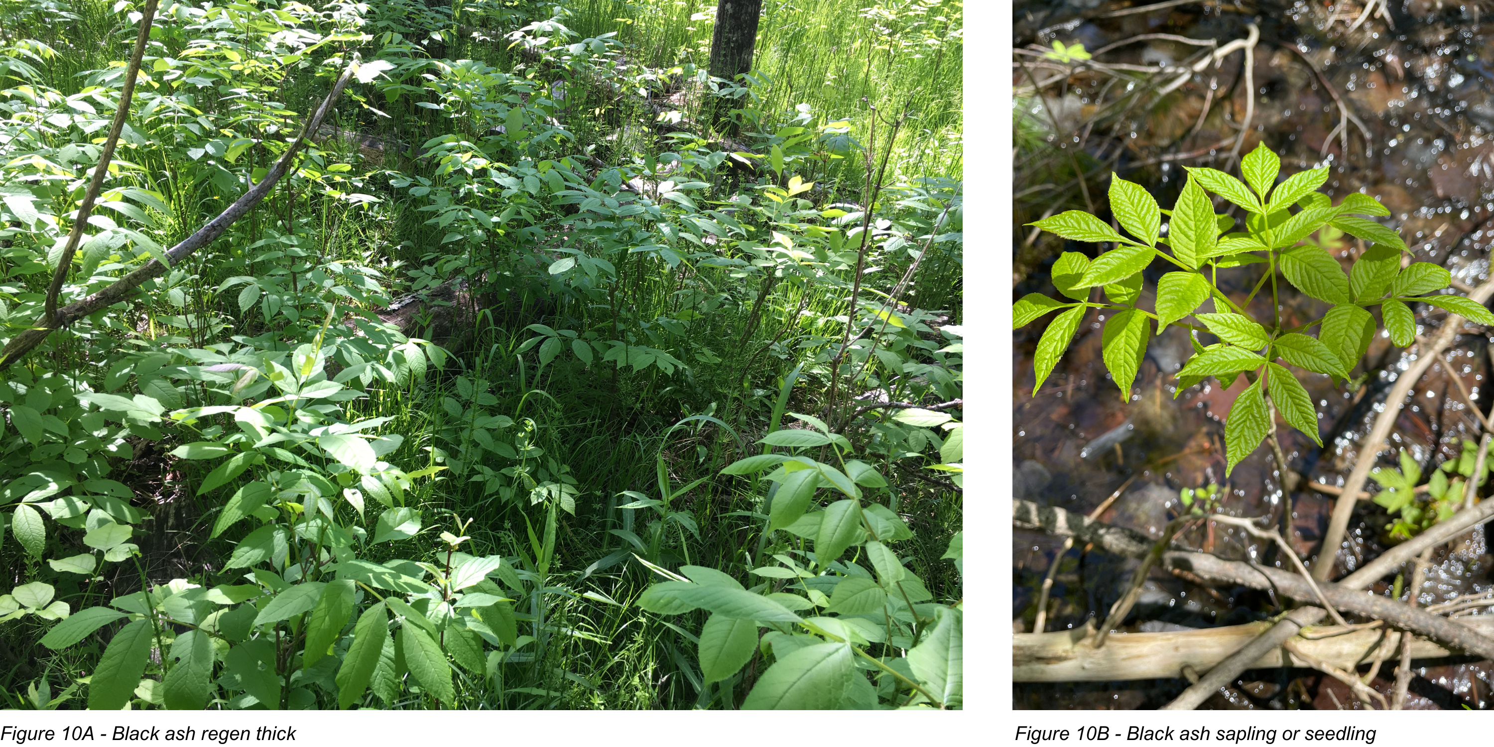 Figure 10A - Black ash regen thick, Figure 10B - Black ash sapling or seedling