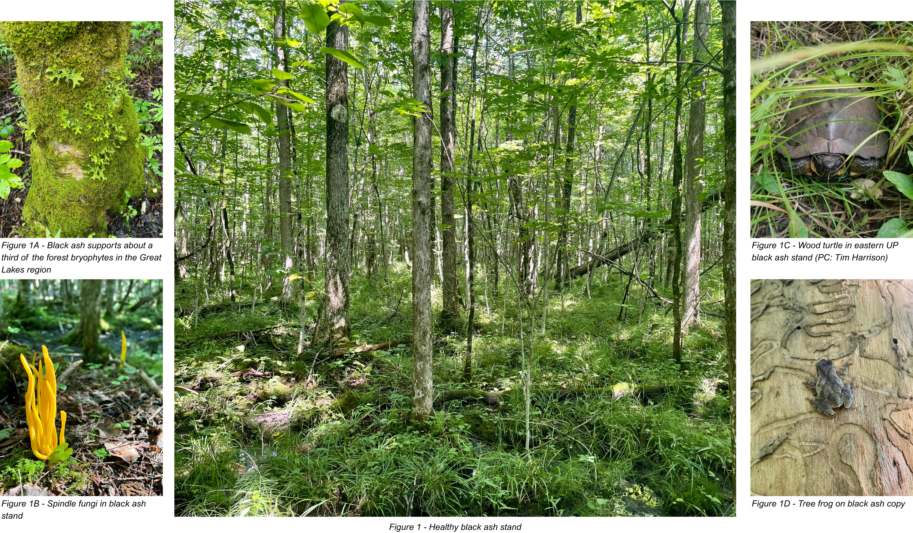 Figure 1 - Healthy black ash stand, Figure 1A - Black ash supports about a third of the forest bryophytes in the Great Lakes region, Figure 1B - Spindle fungi in black ash stand, Figure 1C - Wood turtle in eastern UP black ash stand (PC: Tim Harrison), Figure 1D - Tree frog on black ash