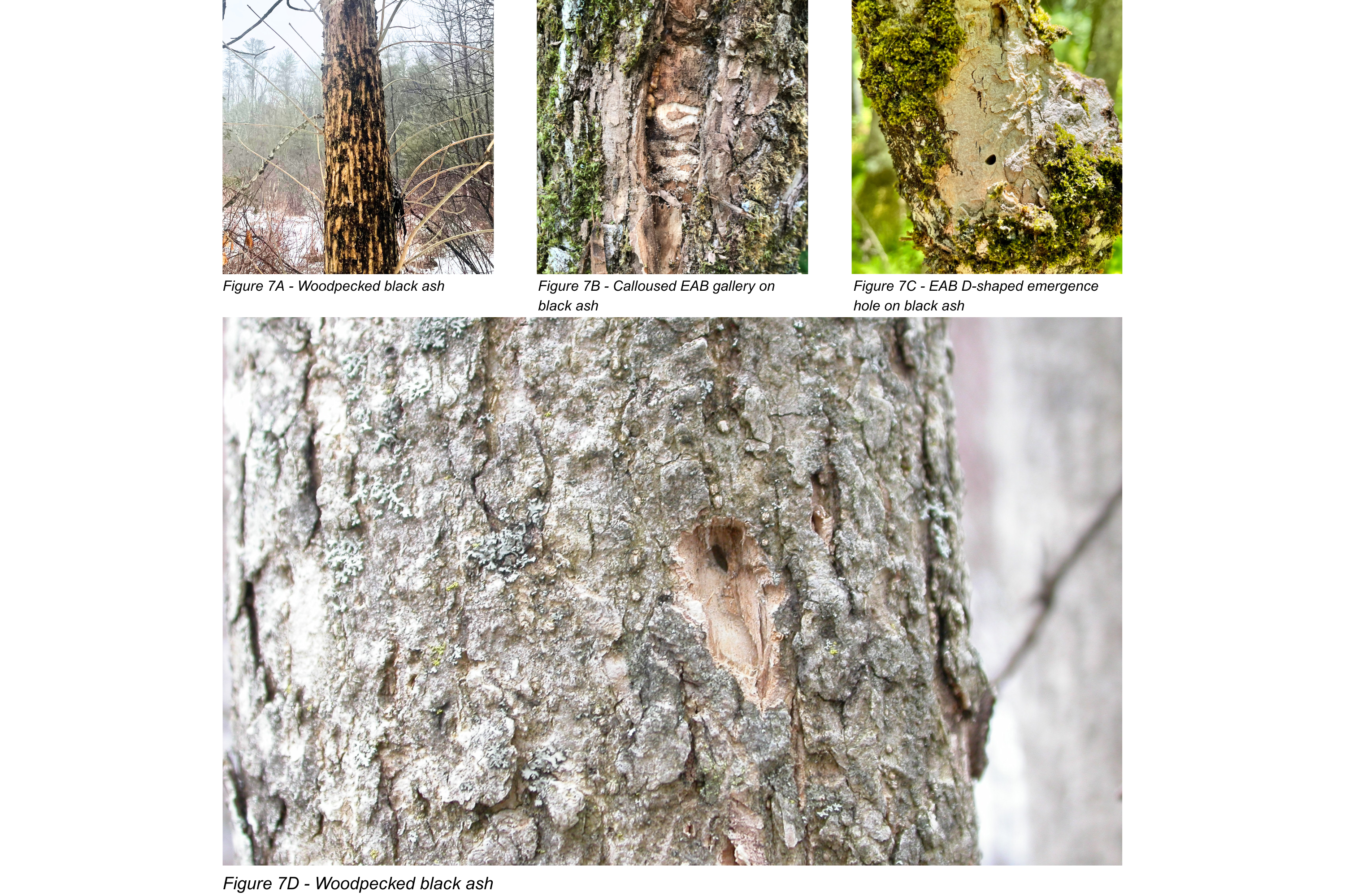 Figure 7A - Woodpecked black ash, Figure 7B - Calloused EAB gallery on black ash, Figure 7C - EAB D-shaped emergence hole on black ash, Figure 7D - Woodpecked black ash