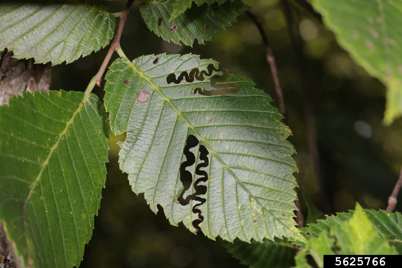 elm zigzag sawfly