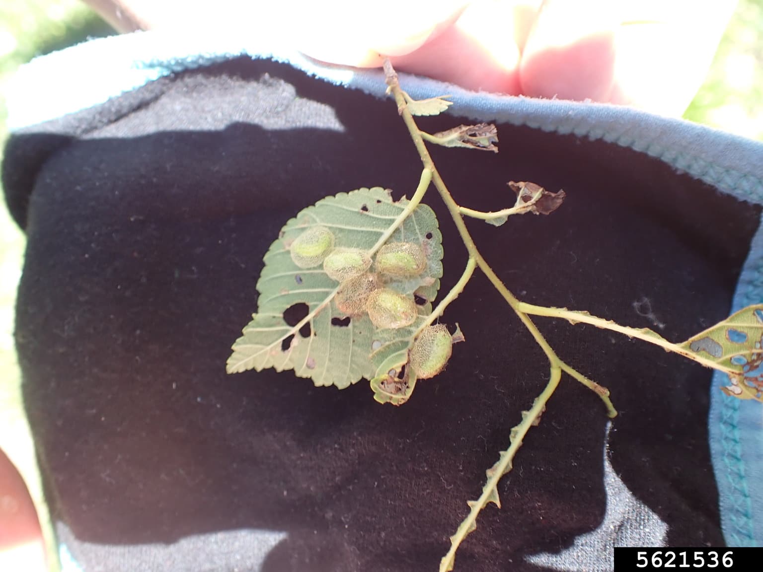 EZS pupae on the underside of an elm leaf (Eric R. Day, Virginia Polytechnic Institute and State University, Bugwood.org).