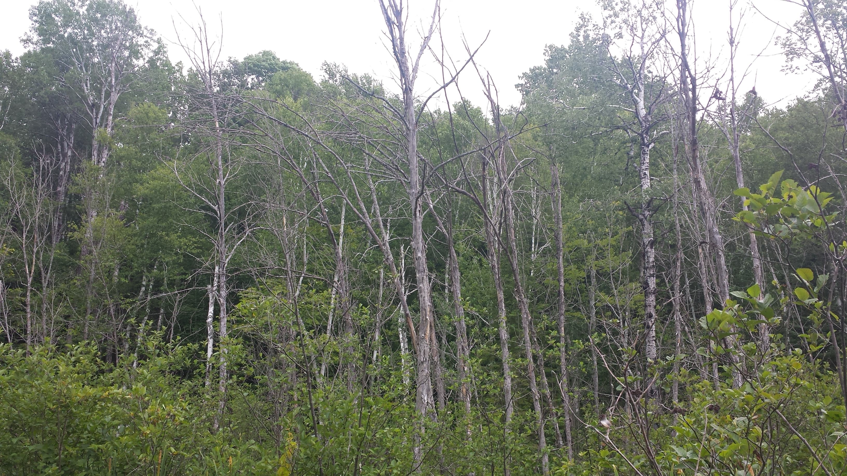 Figure 8 - Black ash mortality from EAB infestation