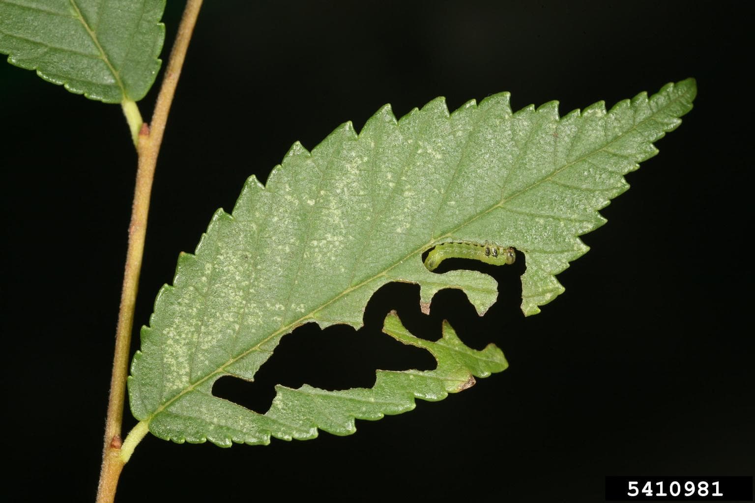 EZS feeding larva