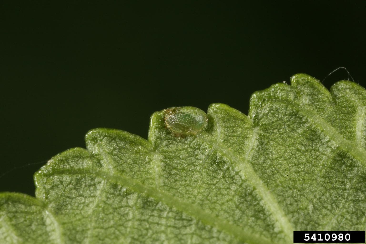 Elm zigzag sawfly egg on an elm leaf