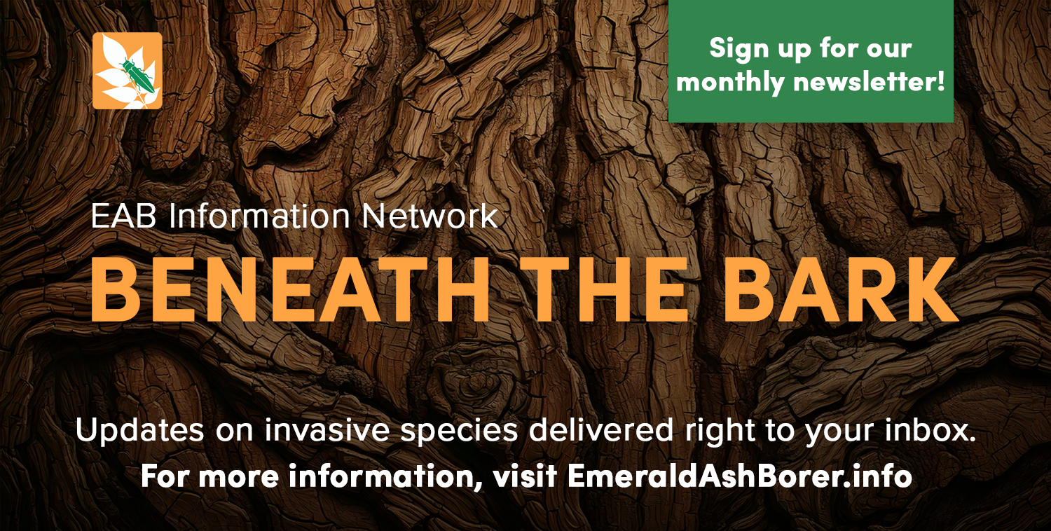 EAB Information Network Sign up for our monthly newsletter! Beneath the Bark updates on invasive species delivered right to your inbox. For more information, visit EmeraldAshBorer.info
