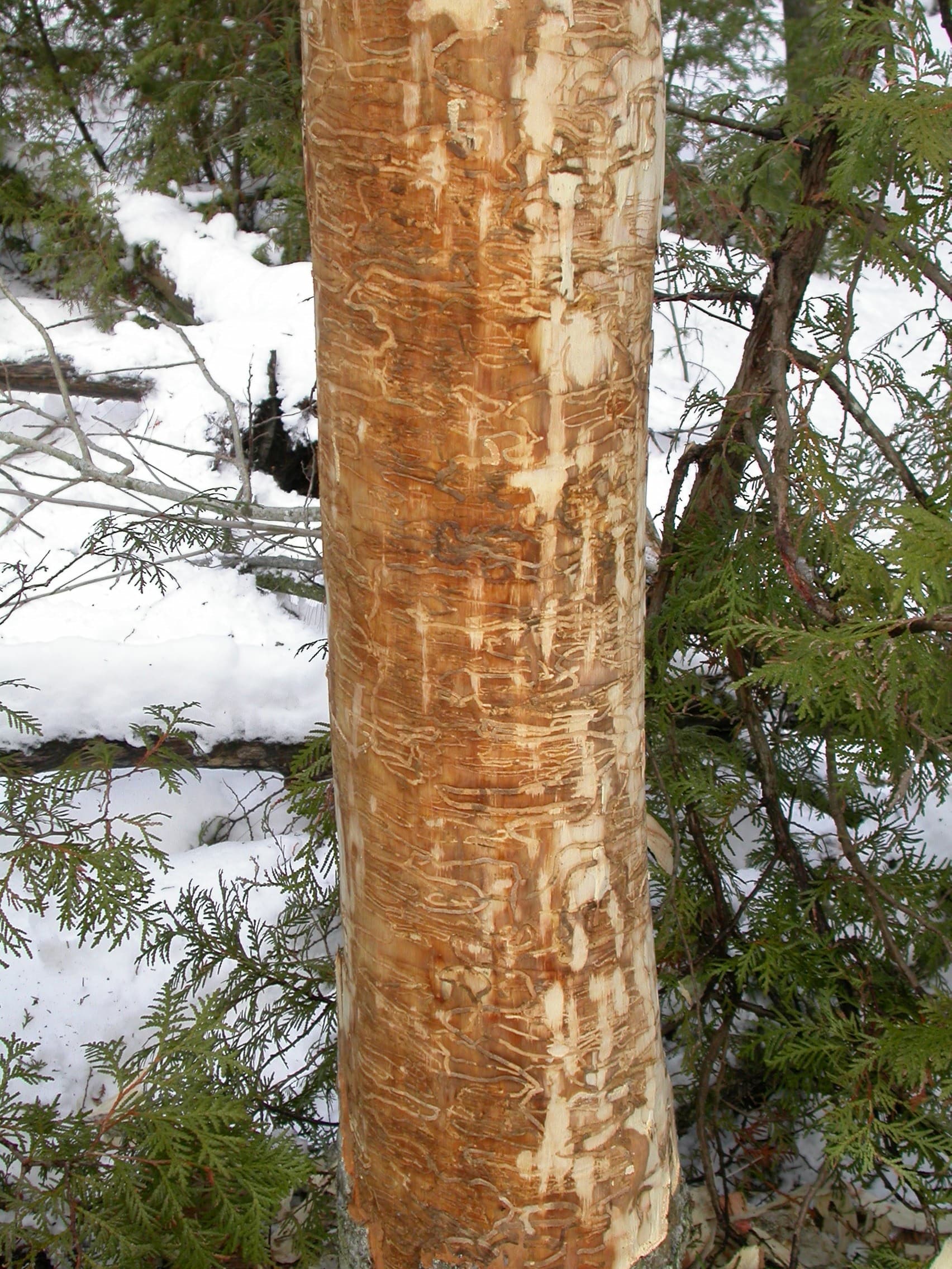 Figure 6 Siegert - live heavily infested black ash with EAB galleries