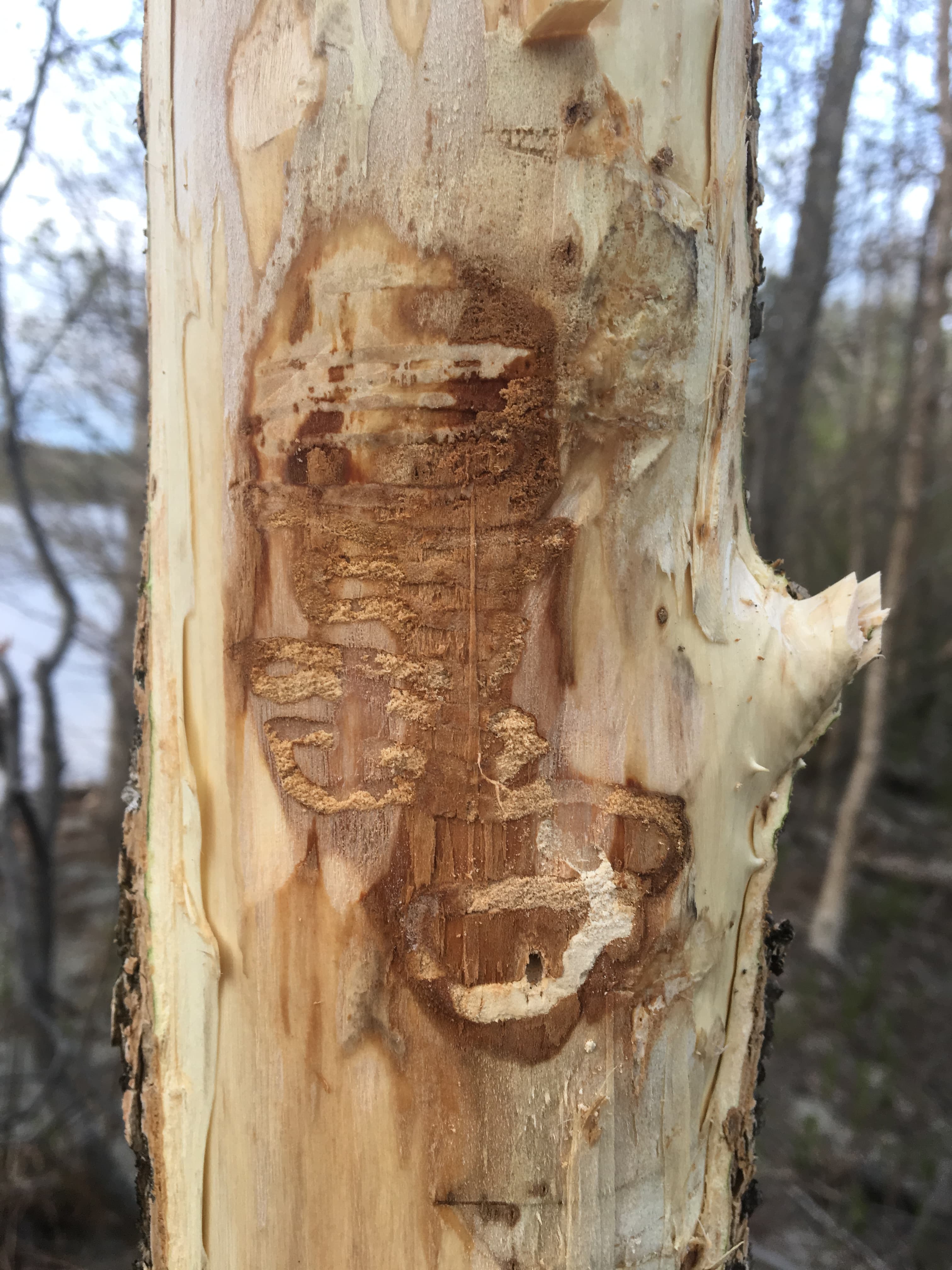 Figure 5 Siegert - late instar EAB on black ash