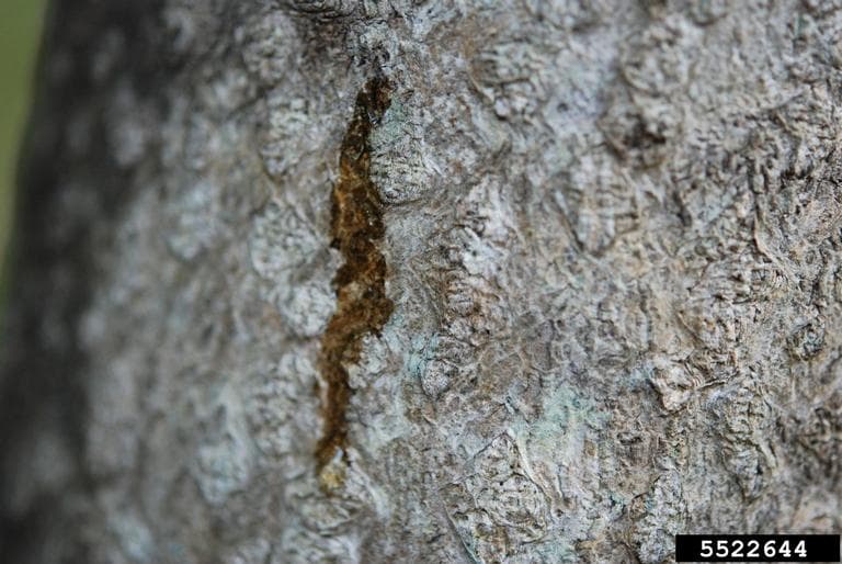 SLF 8 – A small wound in a tree trunk caused by adult spotted lanternfly feeding (photo credit: Lawrence Barringer; Pennsylvania Department of Agriculture)