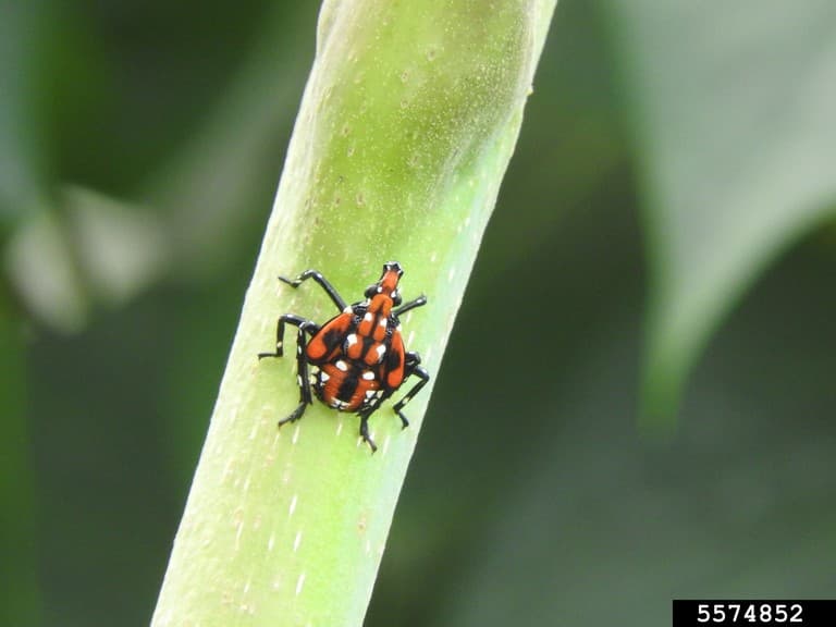 SLF 6 – 4th instar nymph spotted lanternfly (Richard Gardner, Bugwood.org)