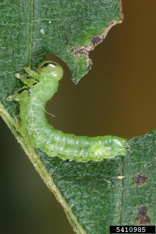 Elm zigzag sawfly larva